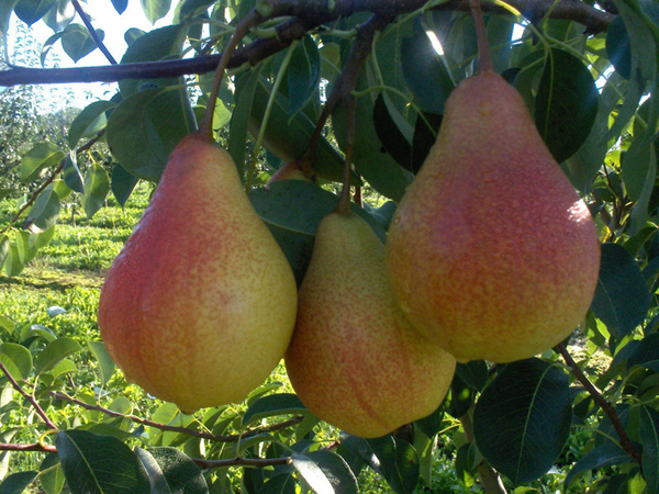 Fructe din soiuri de pere Just Maria fotografie