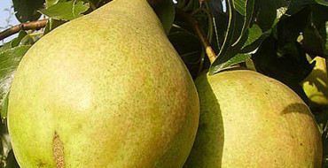 Pear varieties Just Maria photo