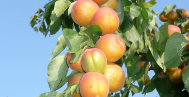 Shalah-Frucht