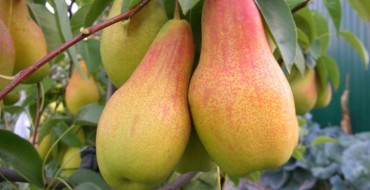 Talgar schoonheidsfruit