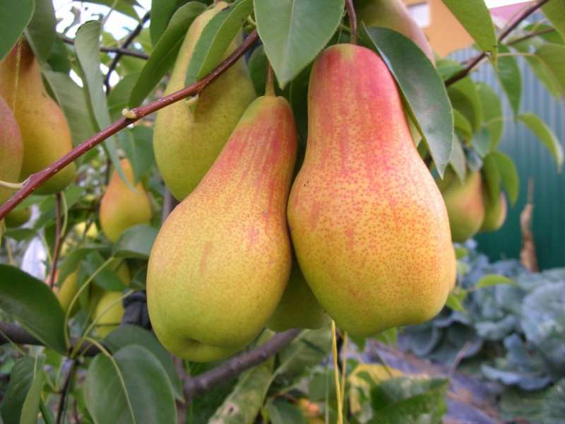 Fructe de frumusețe Talgar
