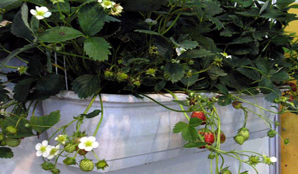 flori de căpșuni pe balcon