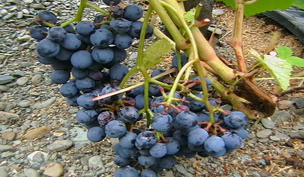العنب والنبيذ