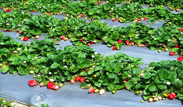 un exemplu de creștere a căpșunilor în câmp deschis