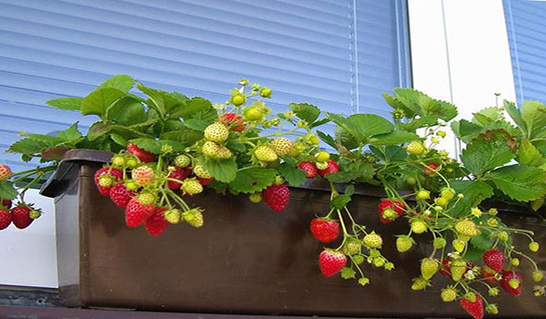 crescând căpșuni pe balcon