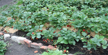 căpșuni crescând în pământ