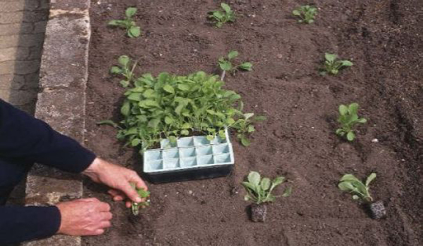 plantarea răsadurilor de ardei dulci în pământ