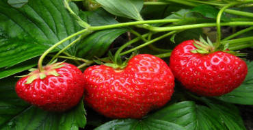 tufiș de căpșuni cu fructe mari