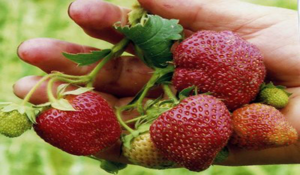 große Erdbeeren in der Hand