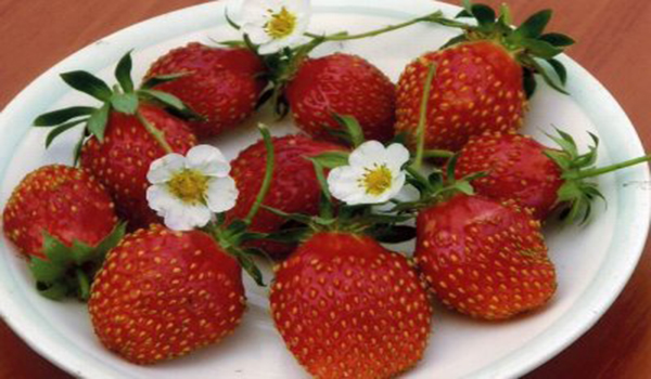 Komposition von Erdbeeren auf einer Untertasse