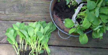 Kant-en-klare koolzaailingen om in de volle grond te planten