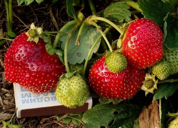 Großfruchtige Erdbeersorte Temptation