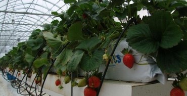 Tufe de căpșuni cultivate hidroponic