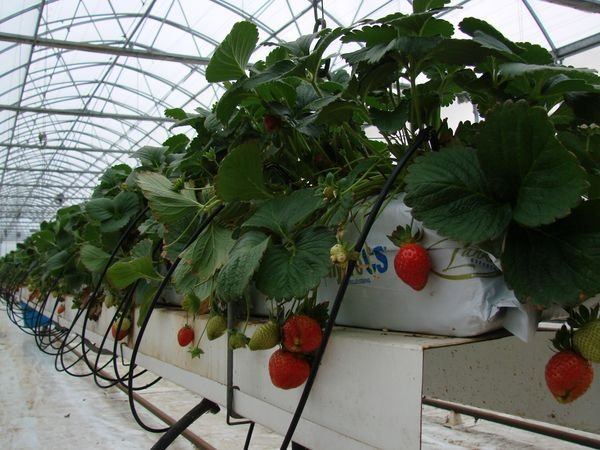 Tufișuri de căpșuni cultivate hidroponic