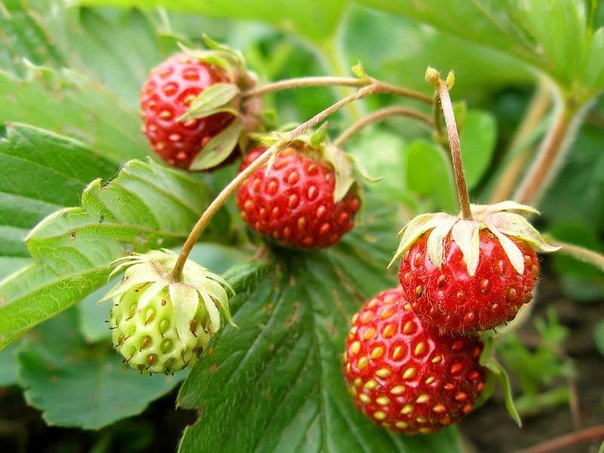 Kleinfruchtige Alexandi-Erdbeere