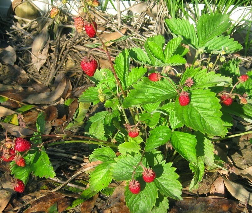 Kleinfruchtige Ruyan-Erdbeere