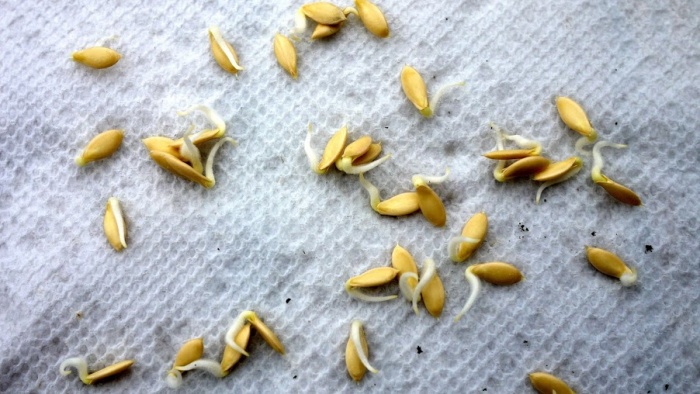 Prima etapă a germinării semințelor de castraveți