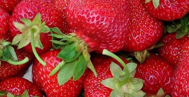 Fructe de căpșuni Zenga-Zengana