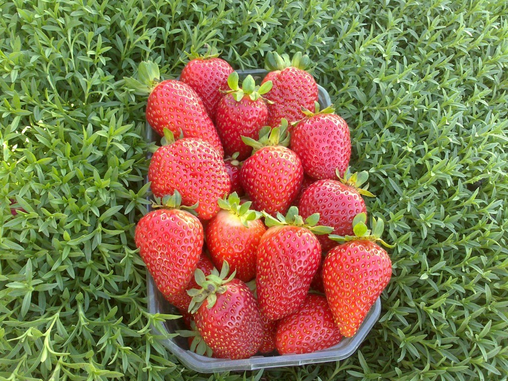 Großfruchtige Erdbeeren Albion