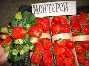 Frucht der großfrüchtigen Erdbeere Monterey