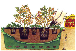 Plantarea de afine