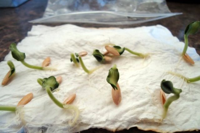 Semințe de castravete încolțite pentru răsaduri