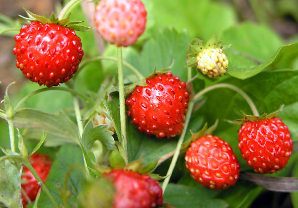 Specii de grădină cu fructe mici Rügen