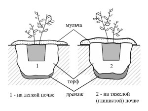Schema de plantare a afinelor pe diverse soluri