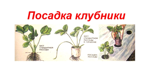 Schema de plantare a căpșunilor