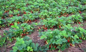 Recoltați căpșuni atunci când sunt plantați și îngrijiți corespunzător