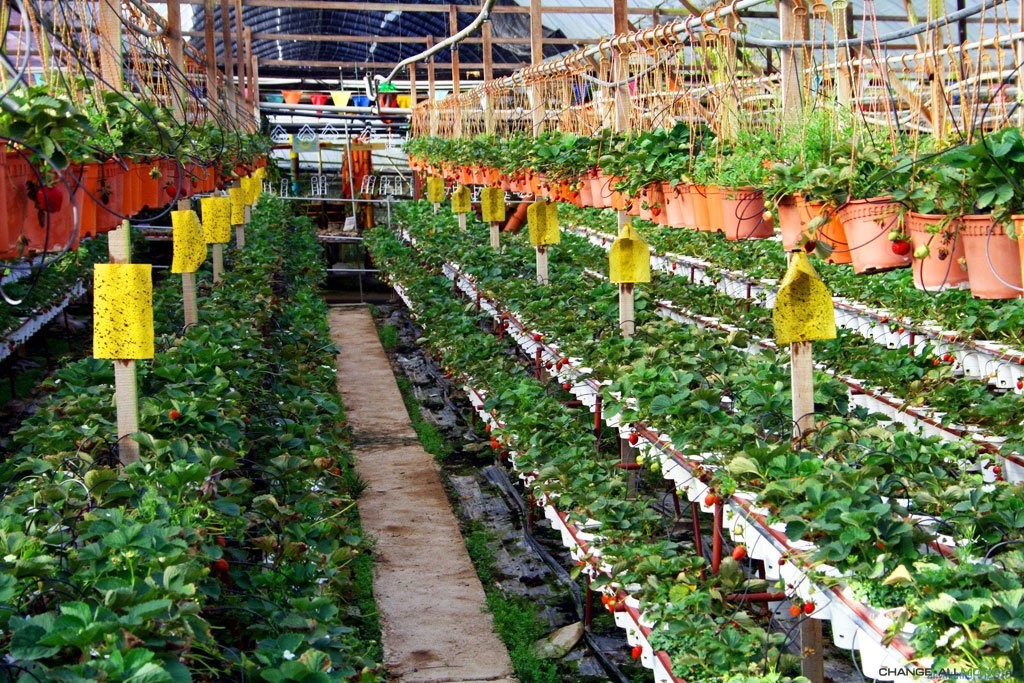 Cultivarea căpșunilor pe tot parcursul anului folosind tehnologia olandeză
