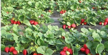 Creșterea căpșunilor pe agrofibre