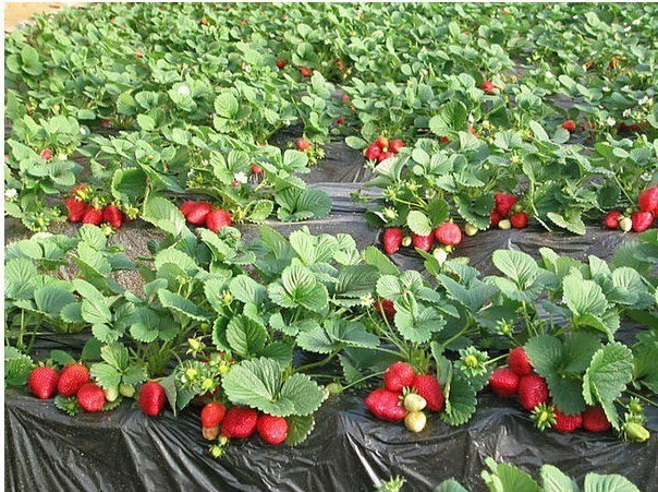 Erdbeerbeete auf Agrofaser