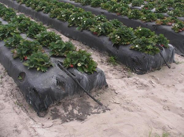 Paturi înalte de căpșuni sub agrofibre