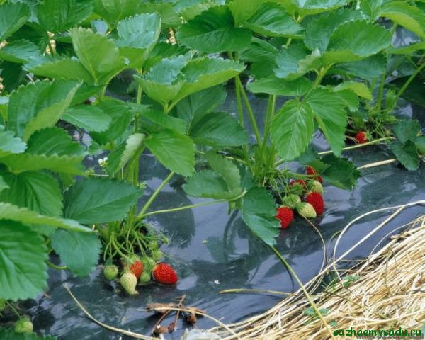 Erdbeeren auf Agrofaser anbauen