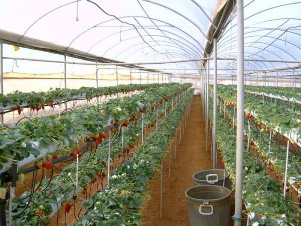 Cultivarea căpșunilor folosind tehnologia olandeză