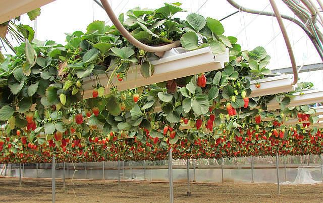 Cultivarea căpșunilor folosind tehnologia olandeză