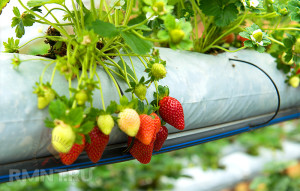 Cultivarea căpșunilor în pungi