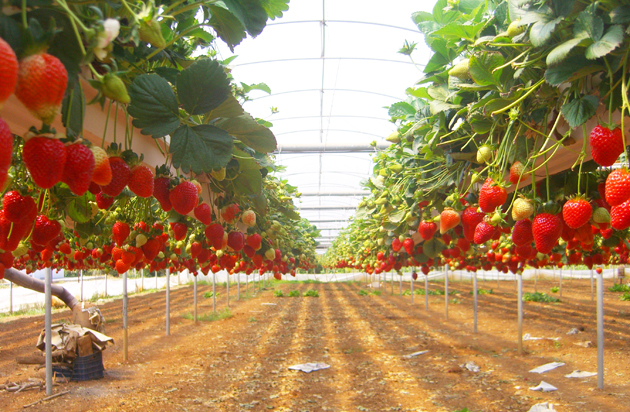 Cultivarea căpșunilor într-o seră