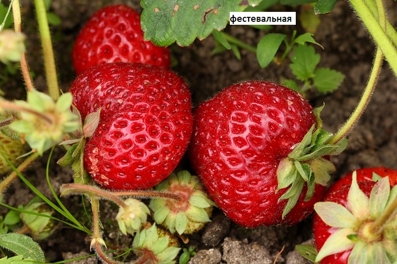 Festivalnaya Erdbeerbeeren
