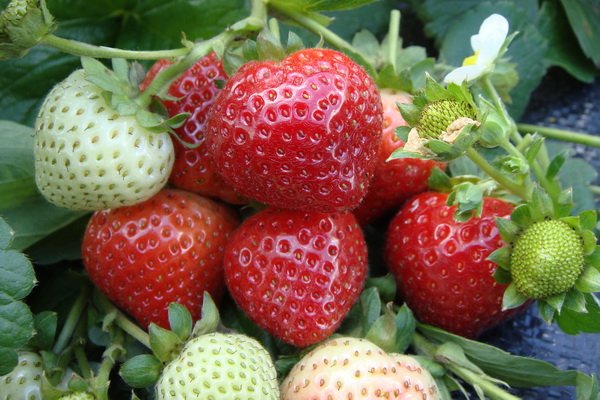 Boabe de căpșuni cu fructe mari Evi 2