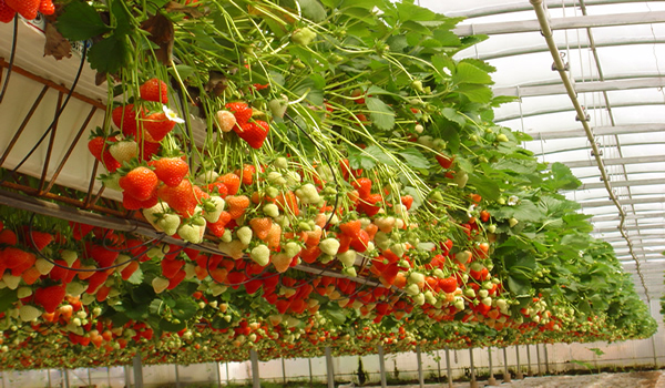 Anbau von Ampel-Erdbeersorten in einem Gewächshaus