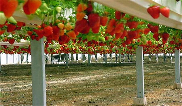 metoda de cultivare a căpșunilor în sere