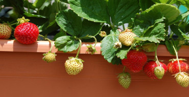 crescând căpșuni pe balcon