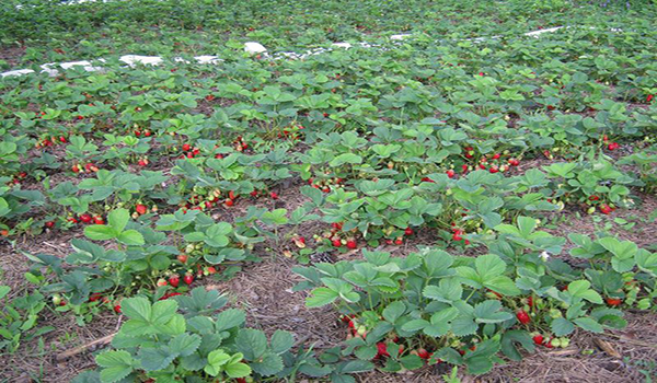 coacerea căpșunilor în plină desfășurare