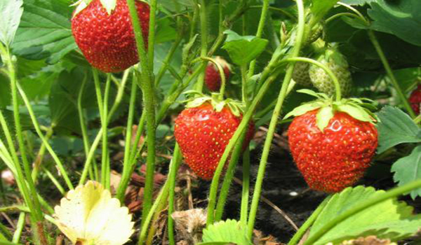  căpșuni de grădină