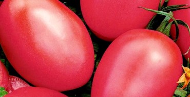 De Barao Tomaten