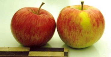مجموعة متنوعة من التفاح الصيفي Medunitsa