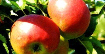 Zhigulevskoe apples on a branch