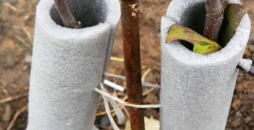 Arbres réchauffants pour l'hiver